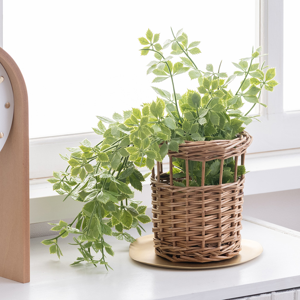 シュガーパイン