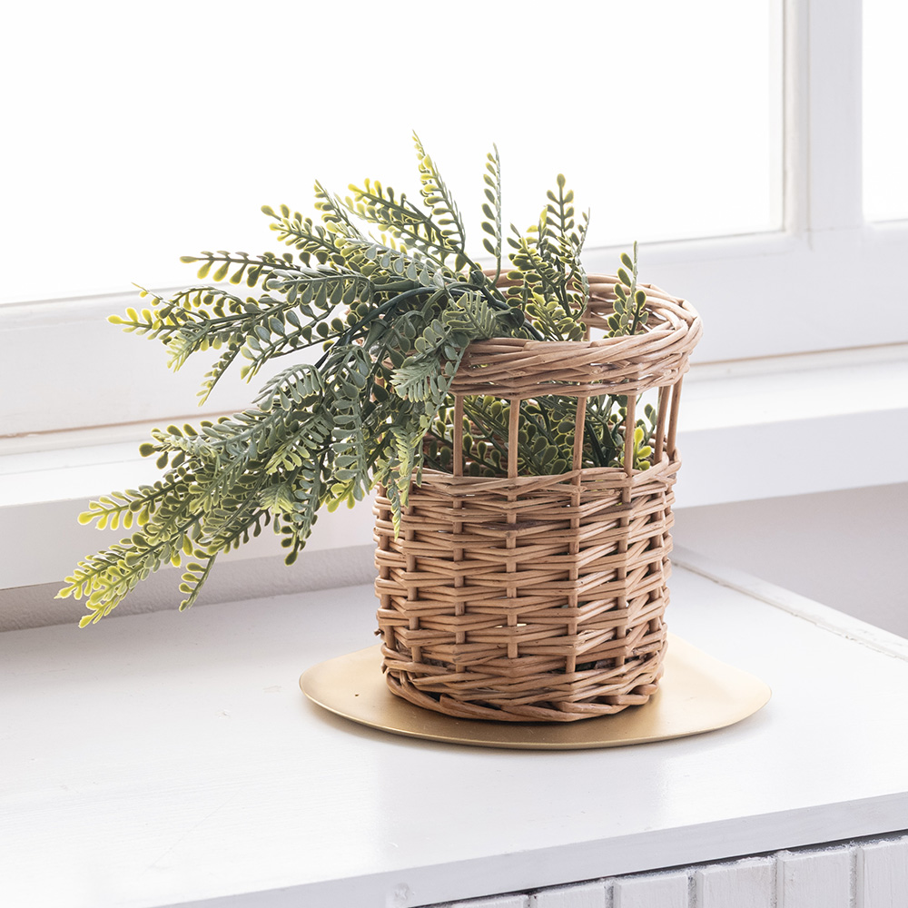 オペルクリカリア パキプス