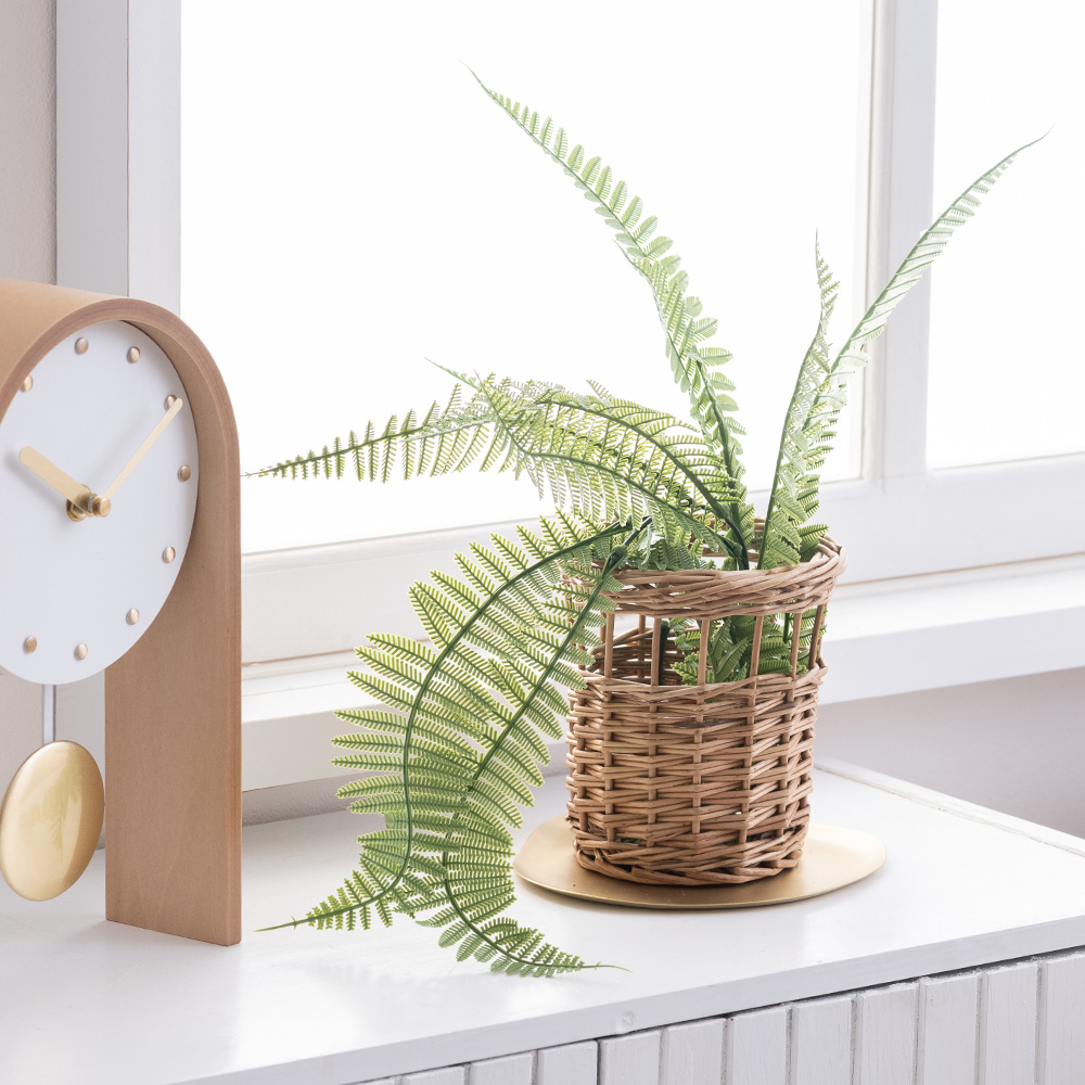 ボストンファーン